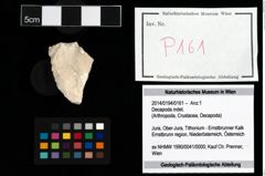 Foto (Objekt + Etikett) von Decapoda indet.  (NHMW-GEO-2014-0194-0161)